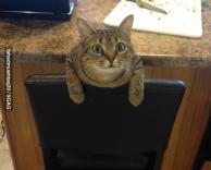 רק רגע, אני יכול להסביר!