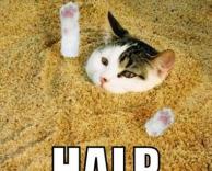 חתול קבור בחול