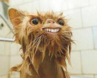 חייך הכל לטובה (חתולית)