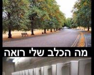 הכלב