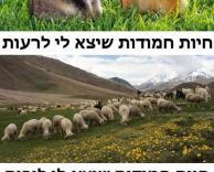 חיות חמודות