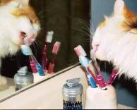 חתול מצחצח שיניים