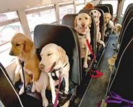 אוטובוס לכלבים
