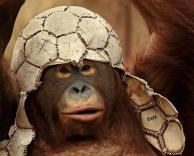 קוף עם כדורגל על הראש