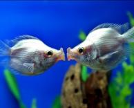 דגים מתנשקים