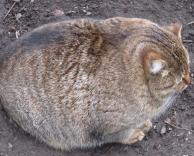 חתולה שמנה שמנה