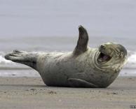 כלב ים מתפוצץ מצחוק