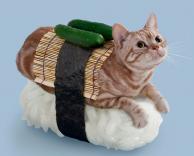 סושי חתול