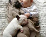 כלבלבים ותינוק