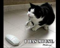 חתול ועכבר