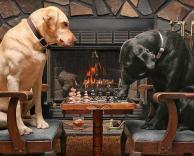 כלבים משחקים שח - מט
