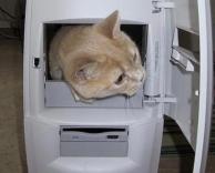 חתול מתקן מחשב