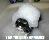 חתול במקלחת