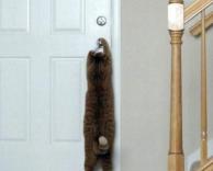 חתול פותח דלת