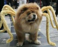 כלב מחופש לעכביש
