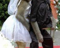 חתונת קופים