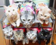 חבילות חתולים