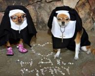 כלבים דתיים