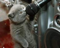 חתול שר