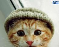 חתול עם כובע