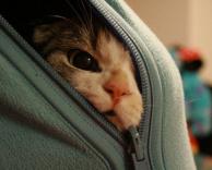 חתול מתחבא