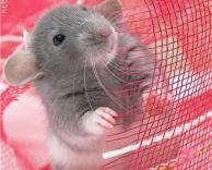 עכבר חמוד