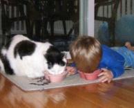 אכילה עם החתול