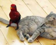 חתול וציפור