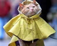 מעיל גשם לחתול