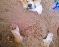 כלב ישן בחול