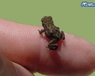 צפרדע קטן