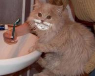 חתול מתגלח