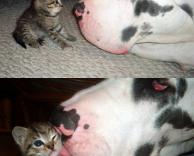 אהבה בין חיות