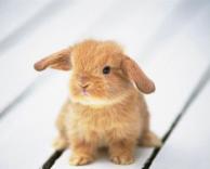 ארנב חמוד