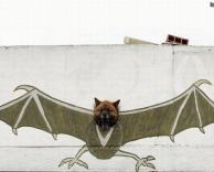 כלב עטלף