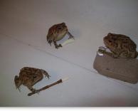 קרב צפרדעים