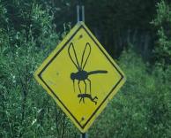 זהירות חרקים בדרך