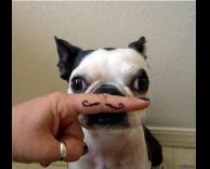 כלב עם שפם