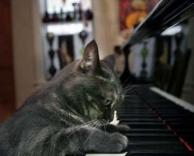 חתול פסנתרן