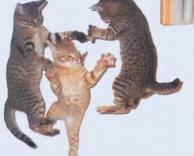 ריקוד החתולים