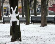 ארנב שלג