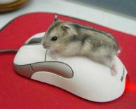 עכבר על עכבר