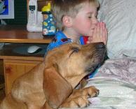 כלב מתפלל