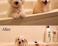 מקלחת לכלבים