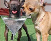 כלבים שותים שמפניה