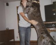 כלב ענק