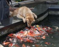כלב אוכל דגים מתים . בעע