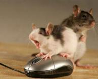 עכבר על עכבר