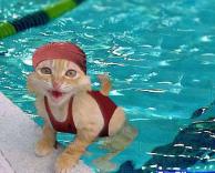 חתול שוחה