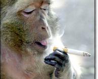 קוף מעשן